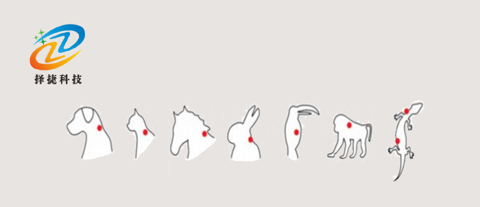 植入式標(biāo)簽ZJDW-Z00植入標(biāo)記圖